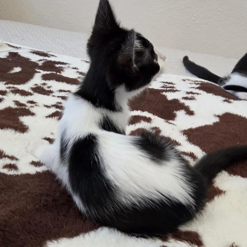 A baby small-sized female Black Domestic Short Hair cat named Heart for adoption in Westminster, CA