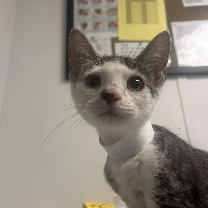 A baby small-sized male Gray / Blue / Silver Domestic Short Hair cat named Timmy for adoption in Hattiesburg, MS