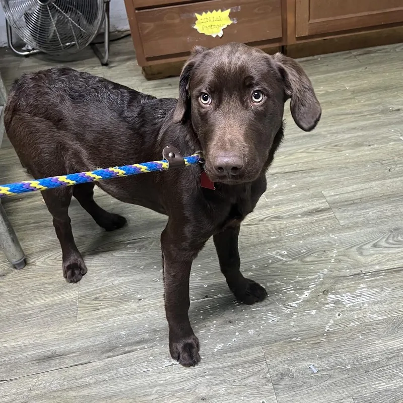 A young medium-sized male Brown / Chocolate Mixed Breed dog named Toad for adoption in Summerville, SC