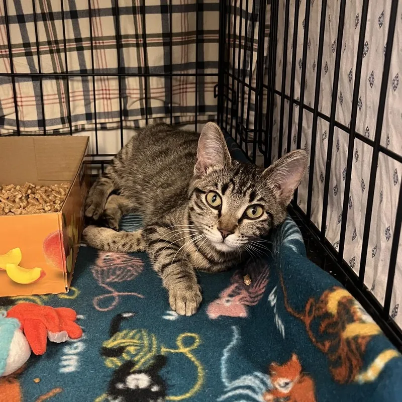 A young medium-sized female Brown / Chocolate Domestic Short Hair cat named Mama Maggie for adoption in Spokane, WA