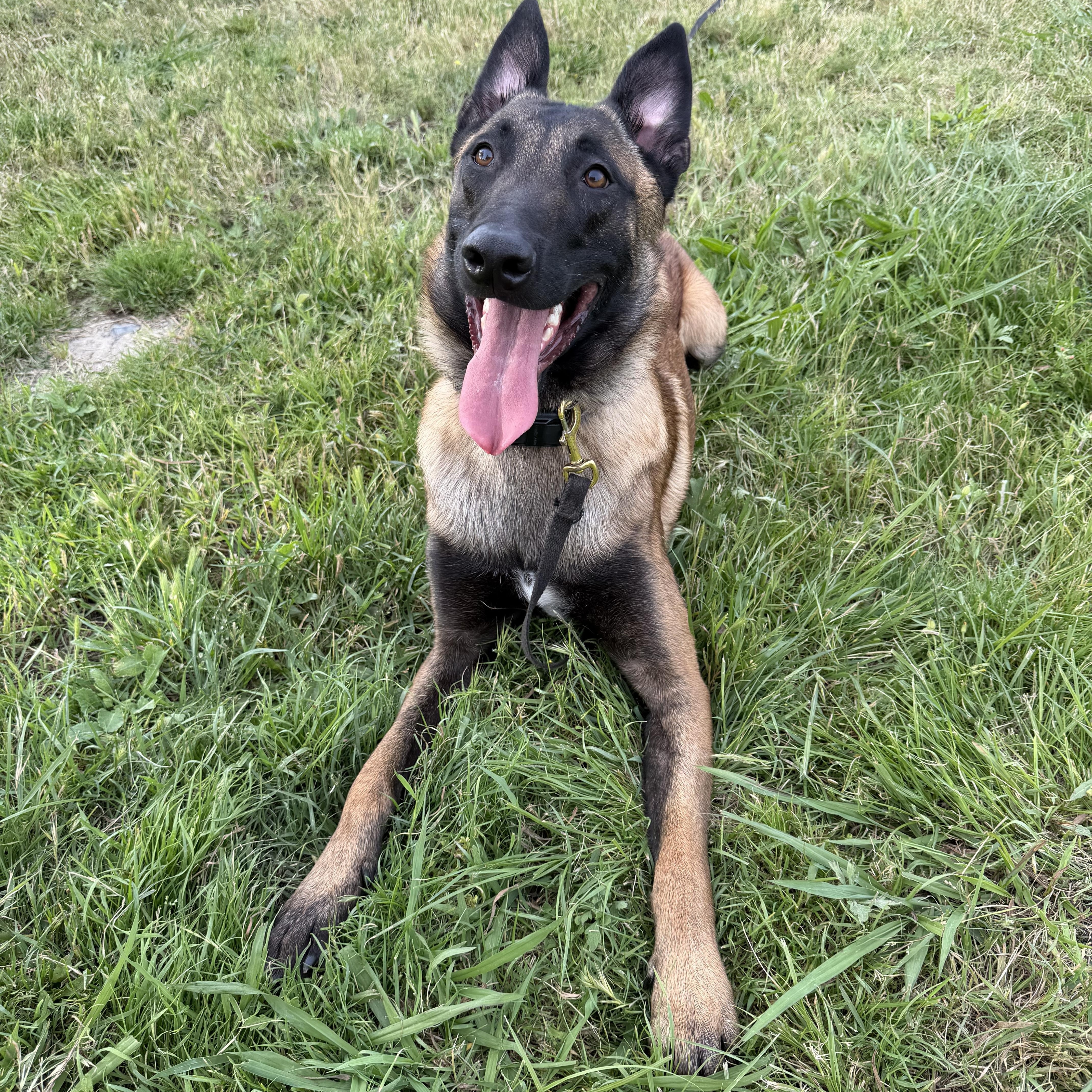 A young medium-sized male Belgian Shepherd / Malinois dog named Jasper for adoption in San Diego, CA
