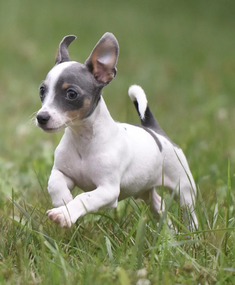 A baby small-sized male Chihuahua dog named Jackson for adoption in Mechanicsburg, PA
