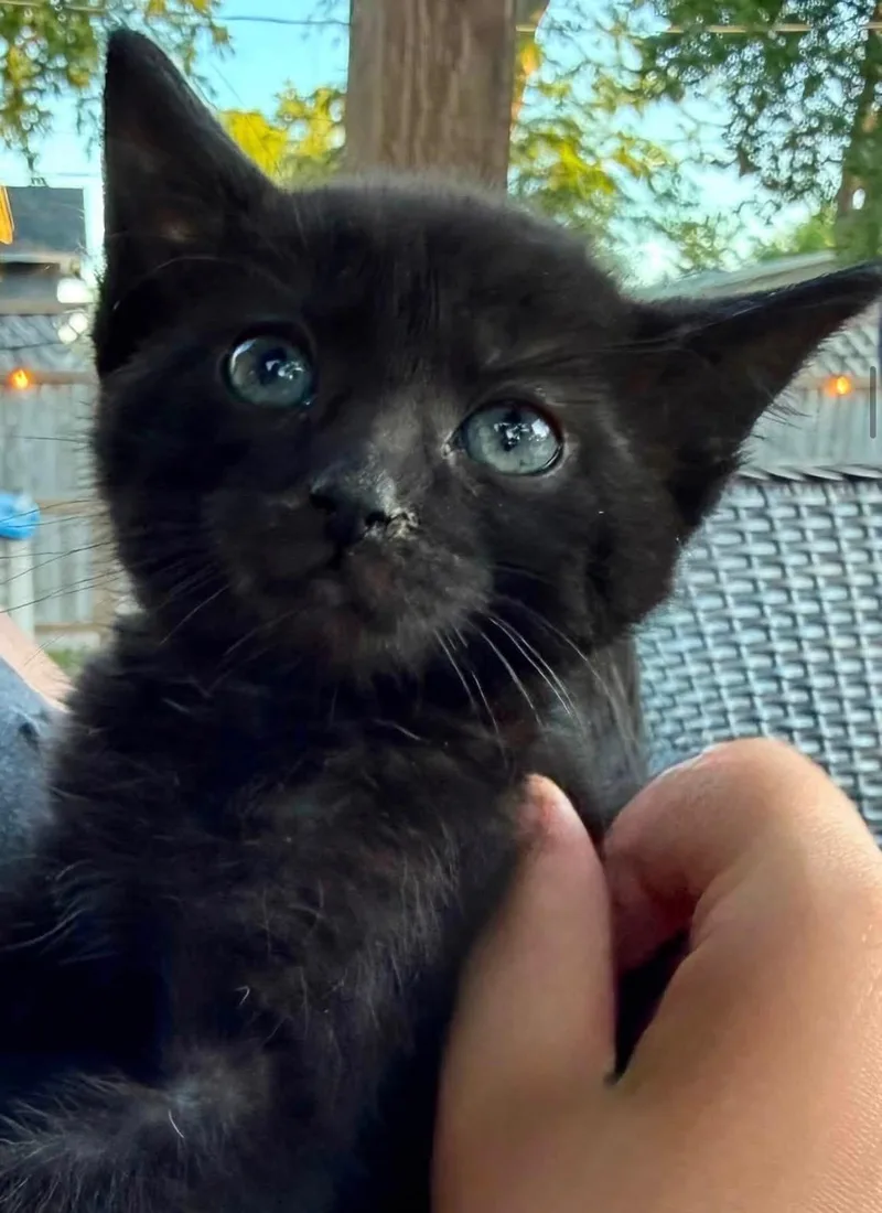 A baby medium-sized female Black Domestic Short Hair cat named Sushi for adoption in Sioux City, IA