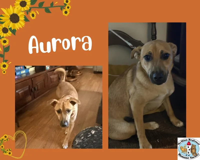 A baby medium-sized female Terrier dog named Aurora for adoption in Athens, TN