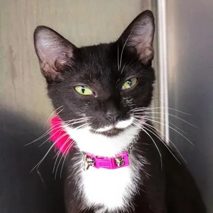 A young small-sized female Black Domestic Short Hair cat named Zena for adoption in Atlanta, GA