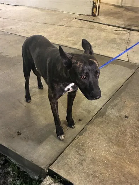 An adult large-sized female Belgian Shepherd / Malinois dog named Rosa for adoption in Miami, FL