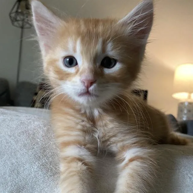A baby small-sized male Domestic Medium Hair cat named Levi for adoption in Auburn, CA
