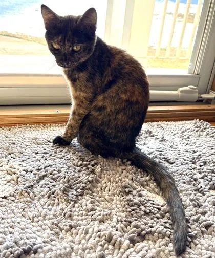 Cranberry $ @ Petco thumbnail 2