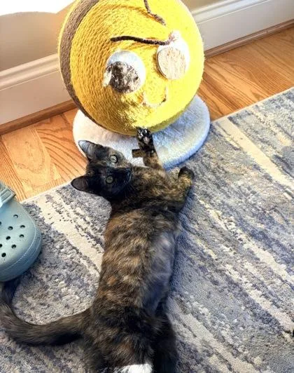 Cranberry $ @ Petco thumbnail 3