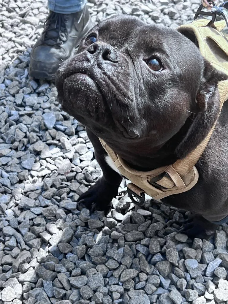 A young medium-sized male Terrier dog named Baki for adoption in Pomona, NY