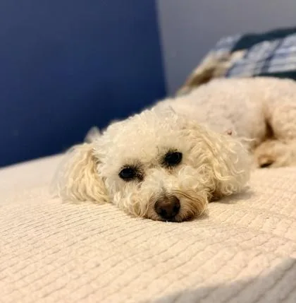 An adult small-sized female Poodle dog named Filippa for adoption in Fort Worth, TX