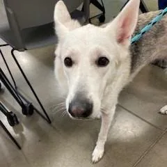 An adult medium-sized female German Shepherd Dog dog named YORKStray for adoption in York, PA