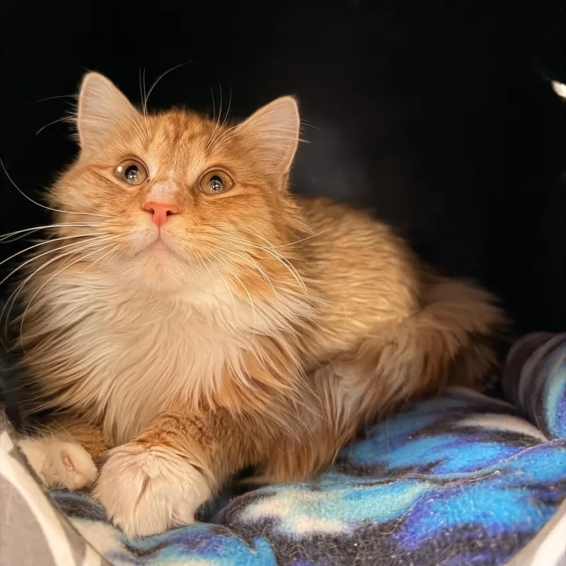A young medium-sized male Orange / Red Domestic Medium Hair cat named Kettu for adoption in Gainesville, FL