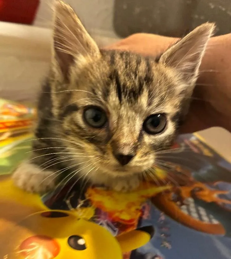 A baby medium-sized male Tabby (Brown / Chocolate) Domestic Short Hair cat named Ben for adoption in East Brunswick, NJ