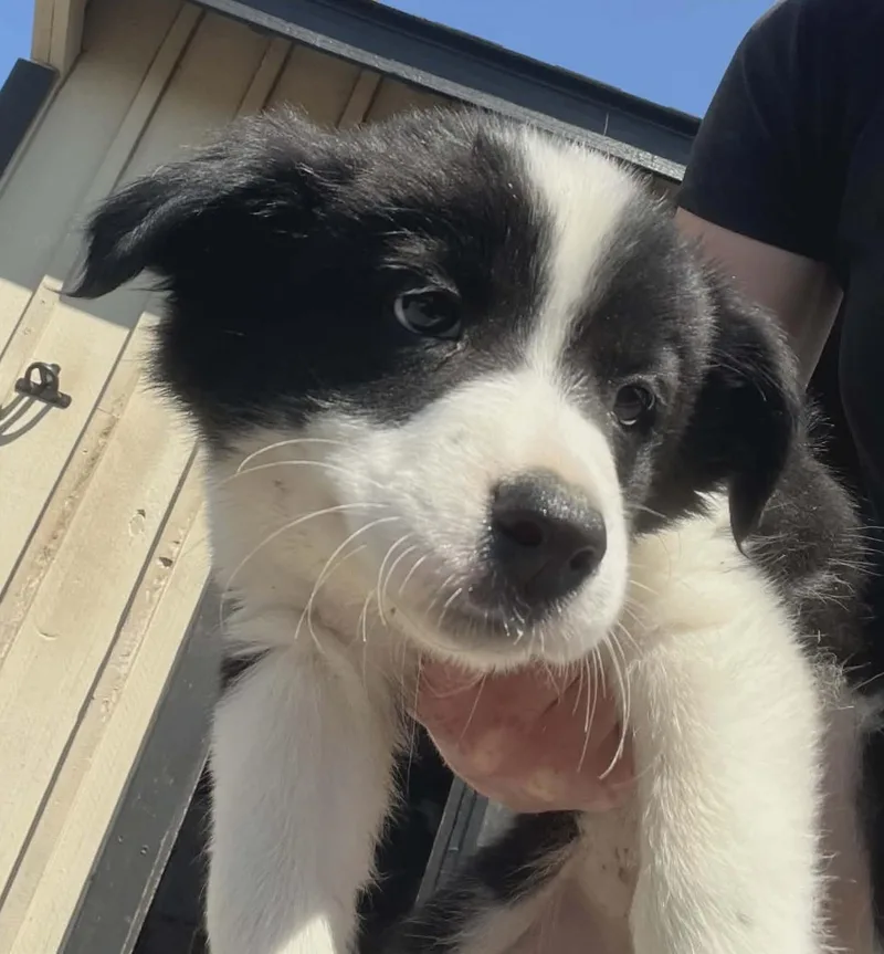 A baby small-sized female Border Collie dog named Hadie for adoption in Havertown, PA