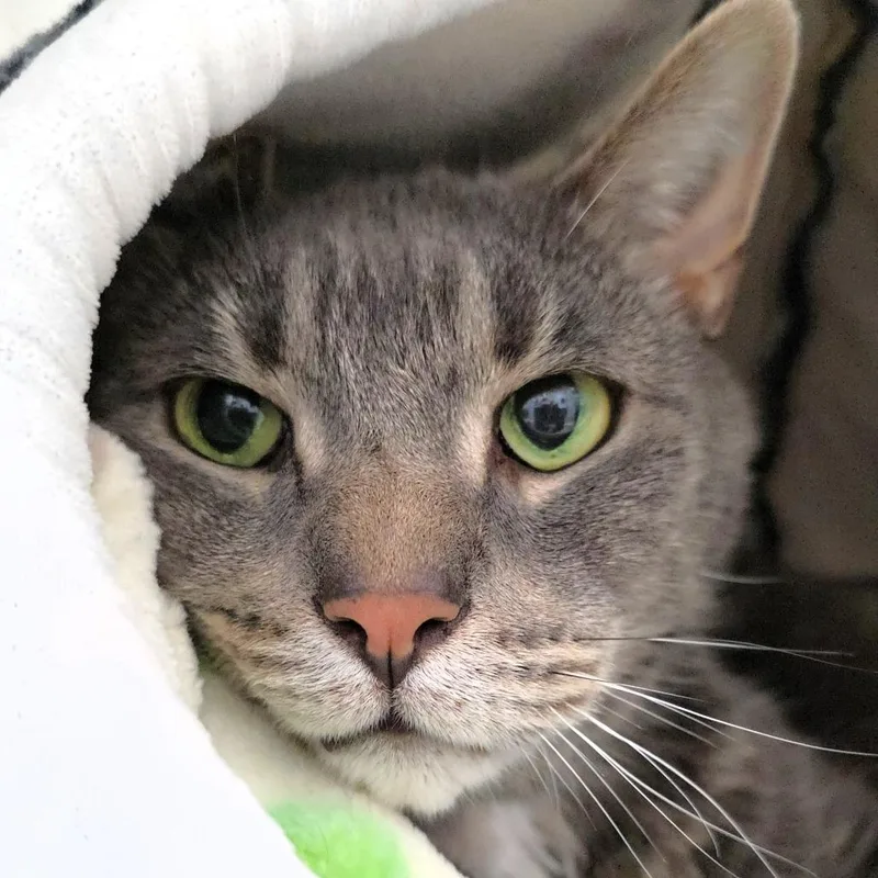 A senior medium-sized male Gray / Blue / Silver Domestic Short Hair cat named Grady for adoption in Michigan City, IN