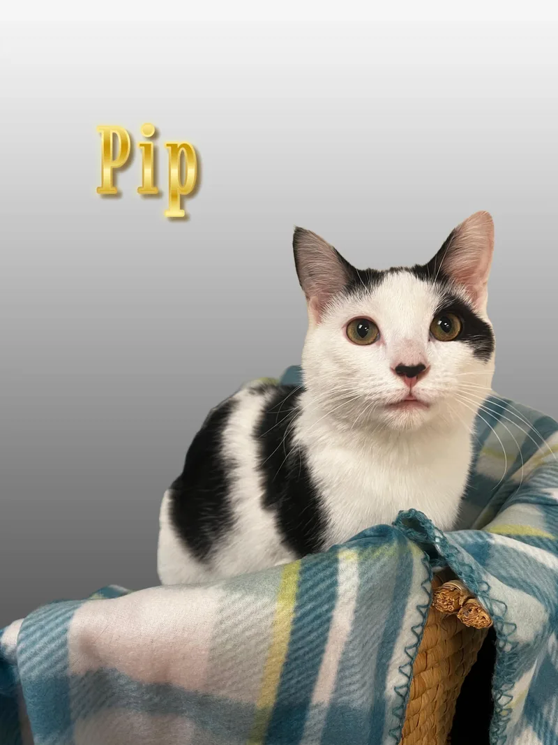 Pip