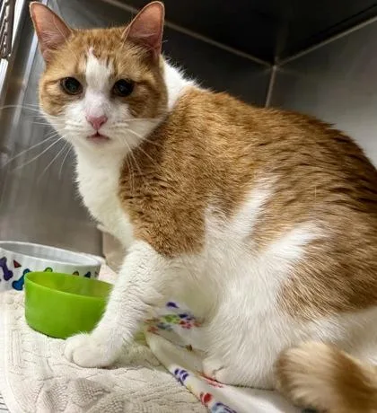 An adult extra large-sized male Domestic Short Hair cat named Newton for adoption in San Antonio, TX