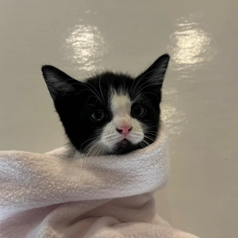 A baby small-sized male Black Domestic Short Hair cat named Thimble for adoption in Washington Township, OH