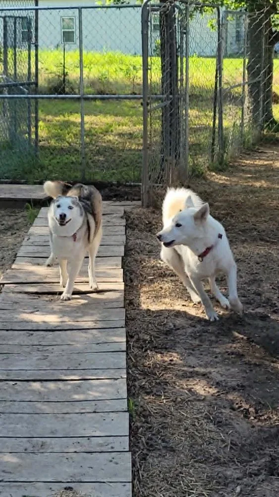 An adult small-sized female Gray / Blue / Silver Siberian Husky dog named Aurora for adoption in Hutto, TX