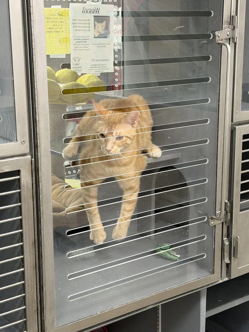 An adult medium-sized male Orange & White Domestic Short Hair cat named Weevil for adoption in fennville, MI