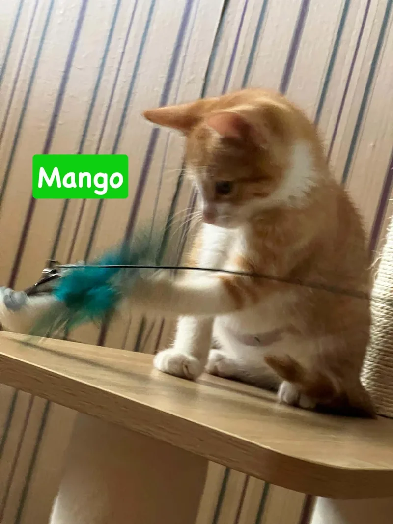 A baby medium-sized male Orange & White Domestic Short Hair cat named Mango for adoption in Yardley, PA