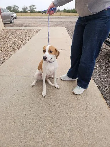 A young medium-sized female Smooth Fox Terrier dog named CharlieEllie for adoption in Norton, KS