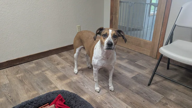 An adult medium-sized female Mixed Breed dog named Nalah for adoption in McCall, ID
