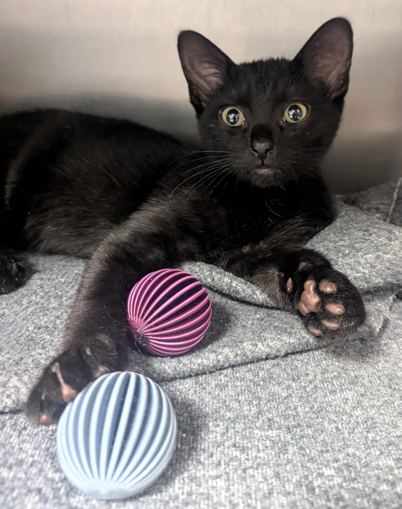 A baby large-sized male Black Domestic Short Hair cat named Zeke for adoption in Springfield, IL
