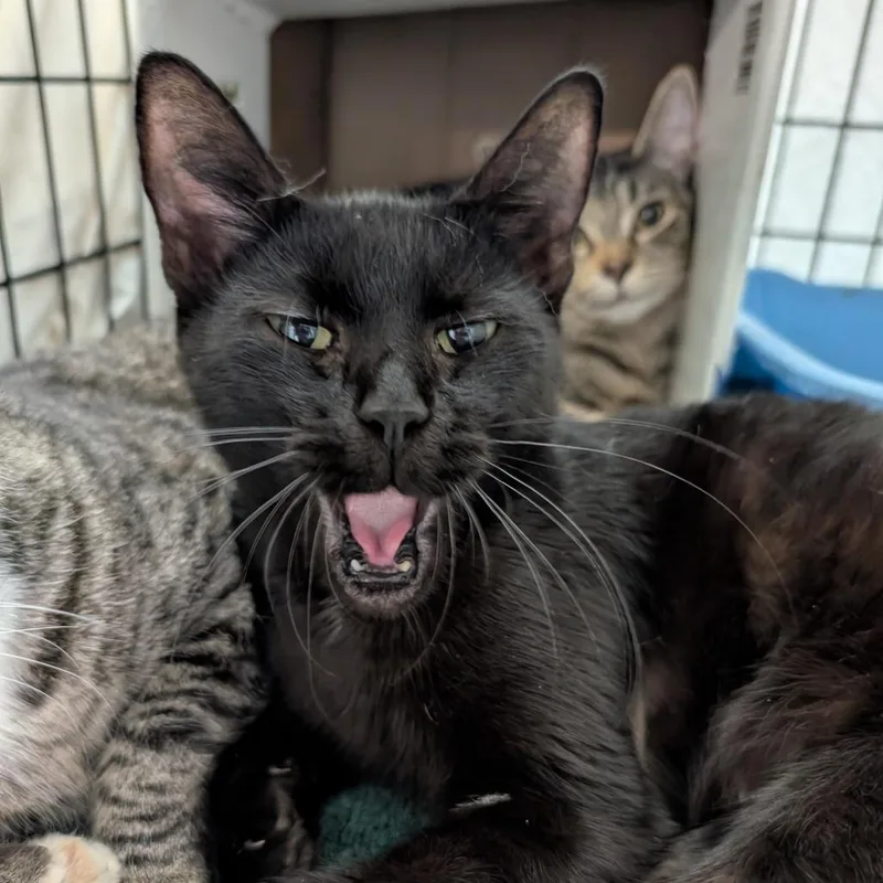 An adult medium-sized female Domestic Short Hair cat named Cotton for adoption in Tacoma, WA
