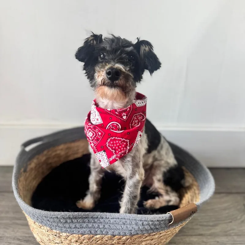 A young small-sized male Shih Tzu dog named Bobert for adoption in Brownsboro, AL