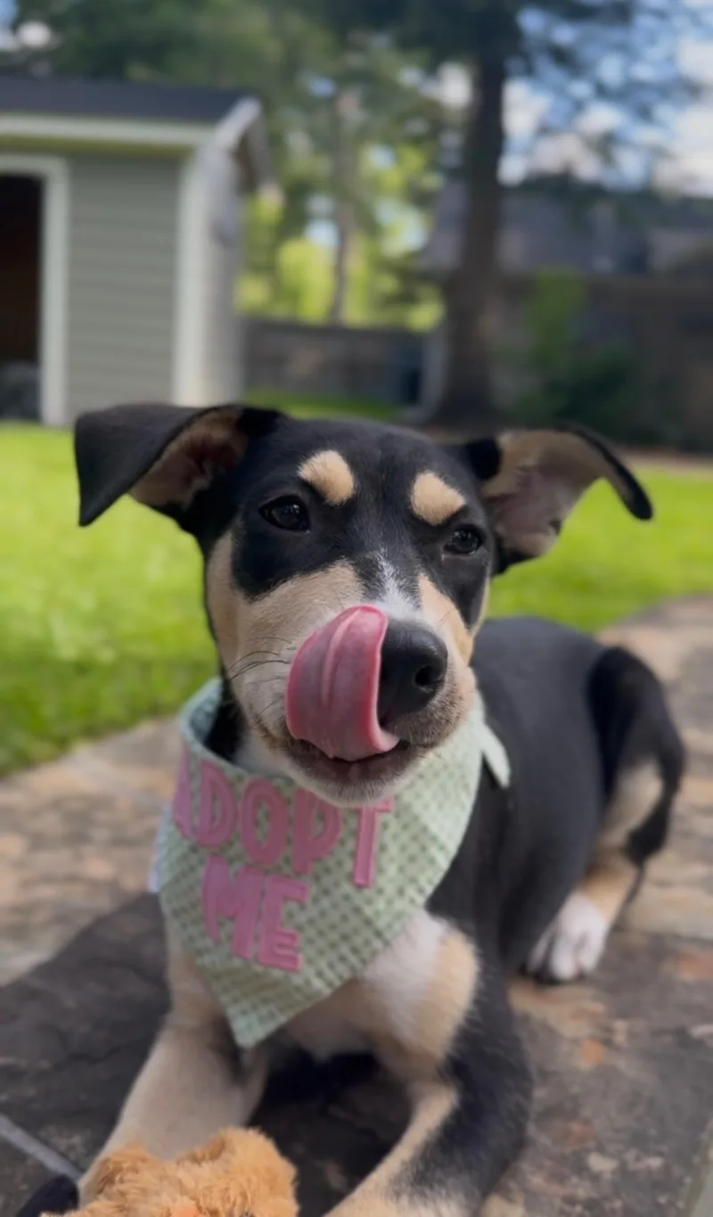 A baby medium-sized female Black Entlebucher dog named Celia for adoption in Houston, TX