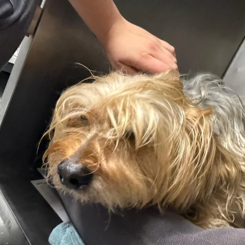 An adult small-sized male Yellow / Tan / Blond / Fawn Yorkshire Terrier dog named Micheal for adoption in Waldorf, MD