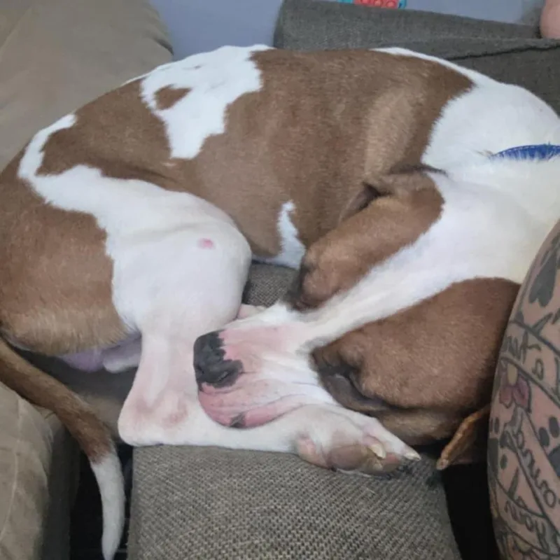 A young medium-sized male White / Cream Pit Bull Terrier dog named Enzo for adoption in Brainerd, MN