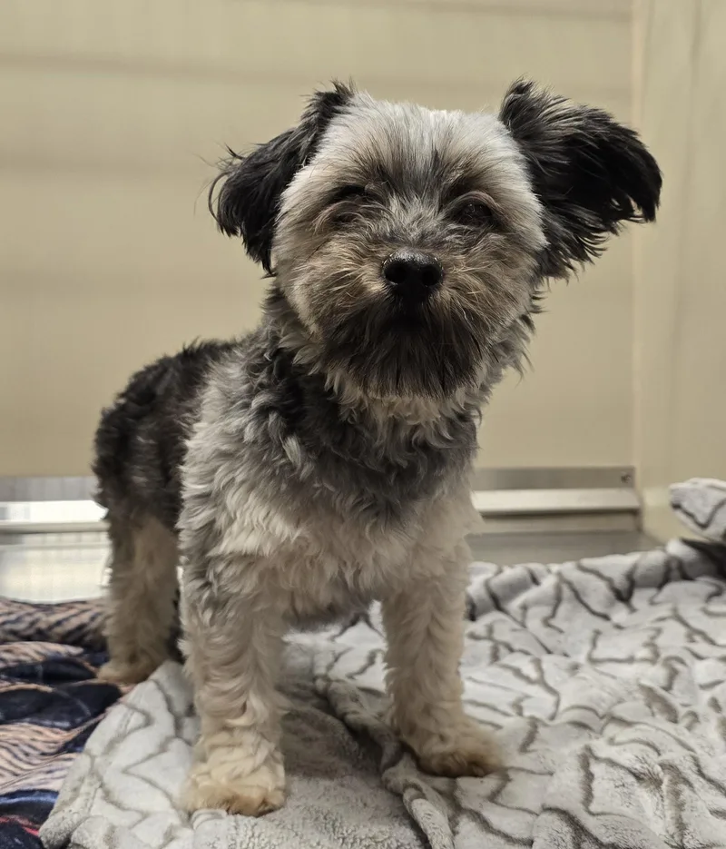 An adult small-sized female Black Yorkie Poo dog named Firecracker for adoption in Amityville, NY