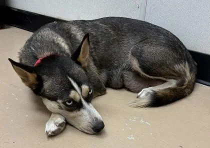 An adult medium-sized female Siberian Husky dog named Diane for adoption in Phoenix, AZ