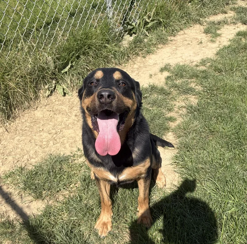 An adult large-sized male Black Rottweiler dog named Yogi for adoption in Seneca, PA