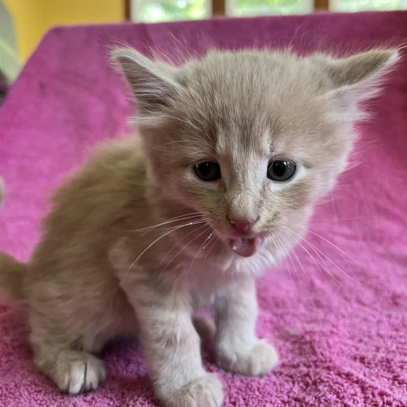 A baby small-sized male Buff / Tan / Fawn Domestic Medium Hair cat named Larry for adoption in Fairfax Station, VA