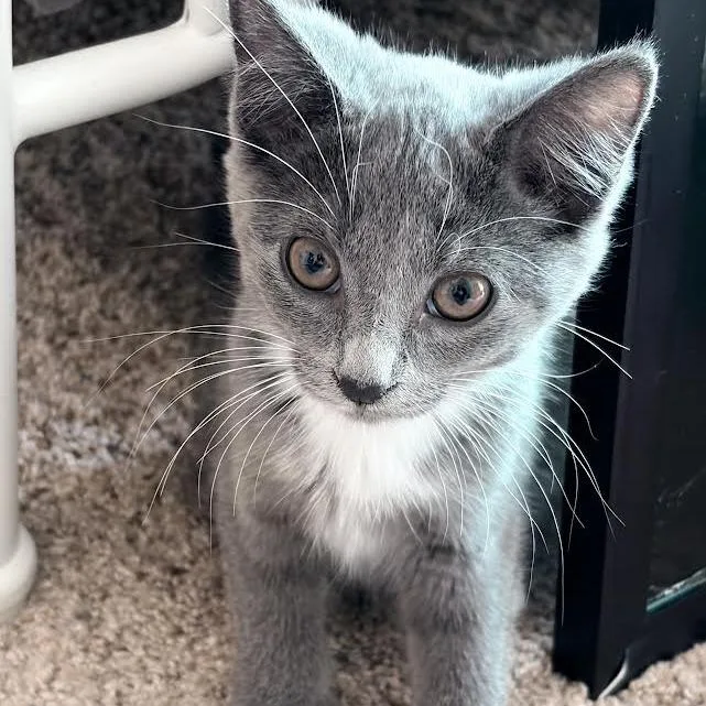 A baby small-sized female Gray / Blue / Silver Domestic Short Hair cat named Hailey for adoption in South Elgin, IL