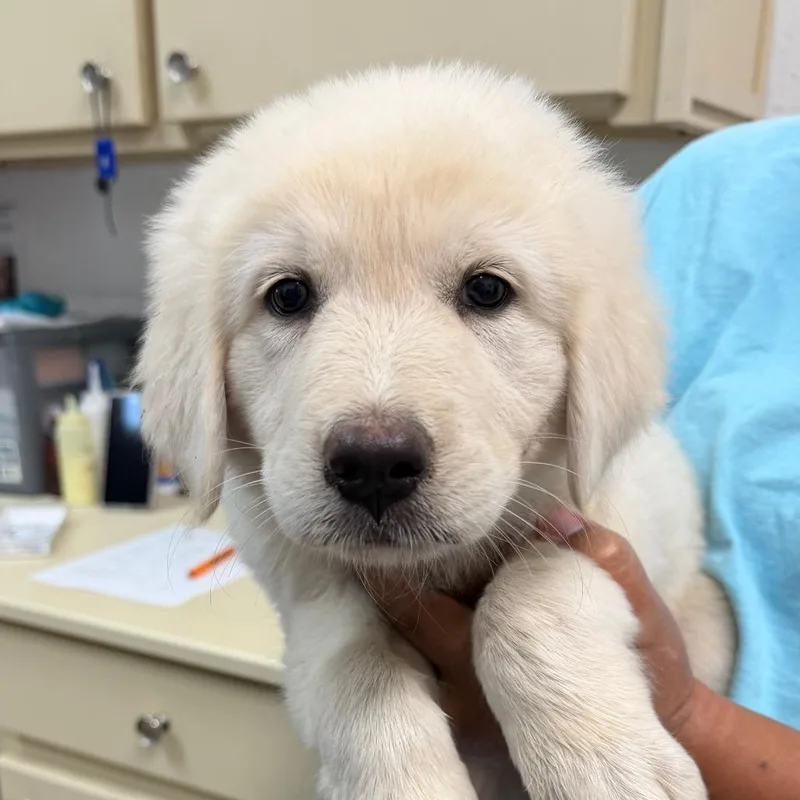 A baby small-sized female White / Cream Great Pyrenees dog named Ivory for adoption in Ardmore, OK