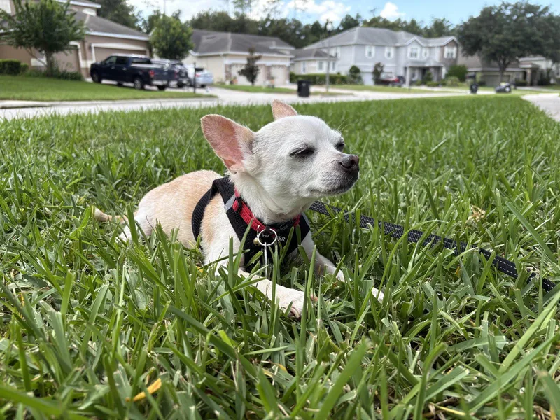 A senior small-sized female Chihuahua dog named Roxi for adoption in Osteen, FL