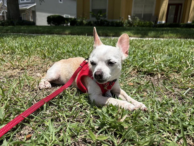 Roxi thumbnail 2