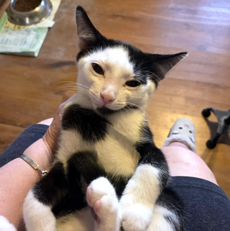 A baby small-sized male Domestic Short Hair cat named Brewster for adoption in Pittsburgh, PA