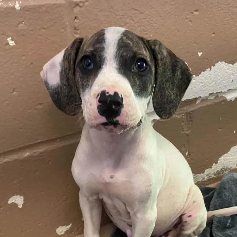 A baby small-sized male White / Cream Mountain Cur dog named Zeppelin for adoption in Caryville, TN