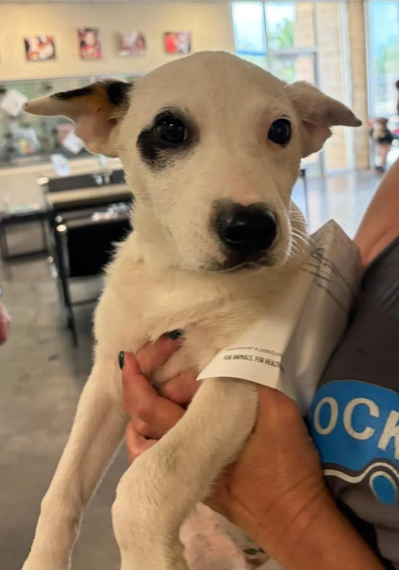Found Stray: Aelin