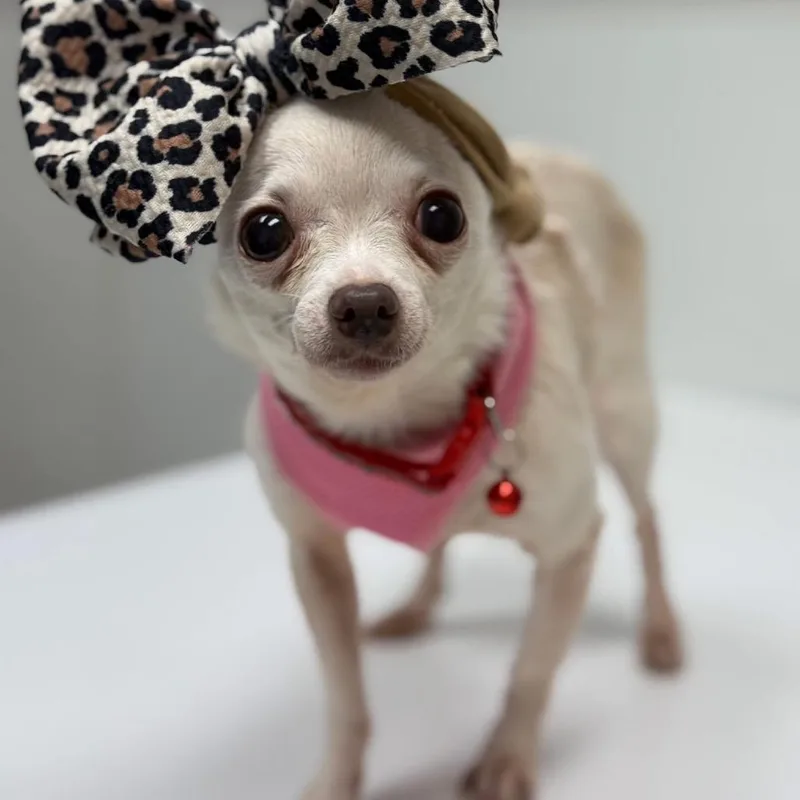 A senior small-sized female White / Cream Chihuahua dog named Holley for adoption in Allen, TX