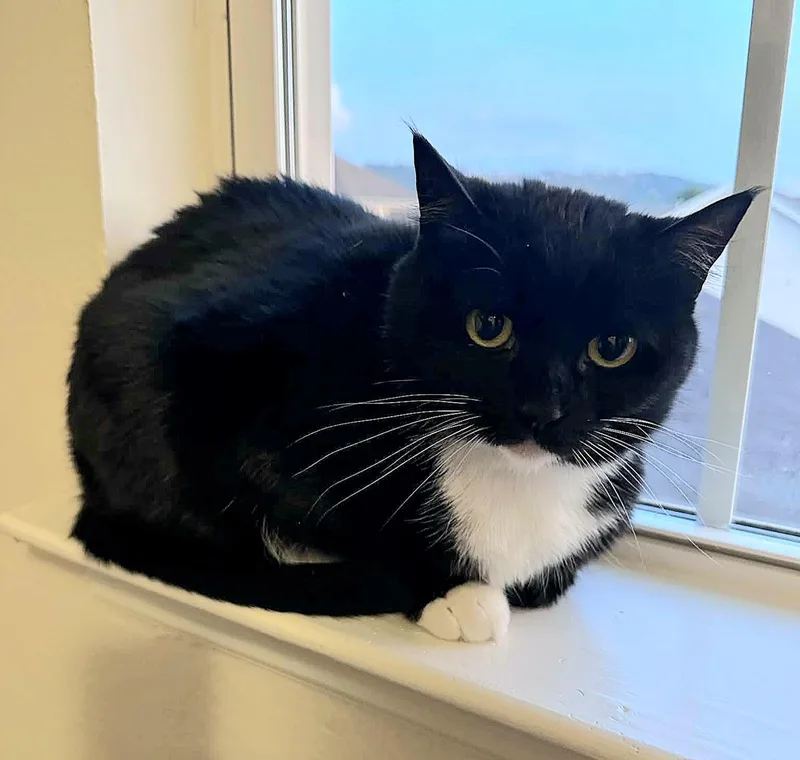 An adult medium-sized female Black Domestic Short Hair cat named Janis Joplin for adoption in Fort Oglethorpe, GA