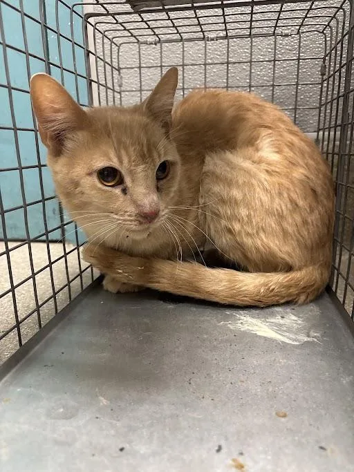 An adult medium-sized male Domestic Short Hair cat named Circle for adoption in Las Vegas, NV