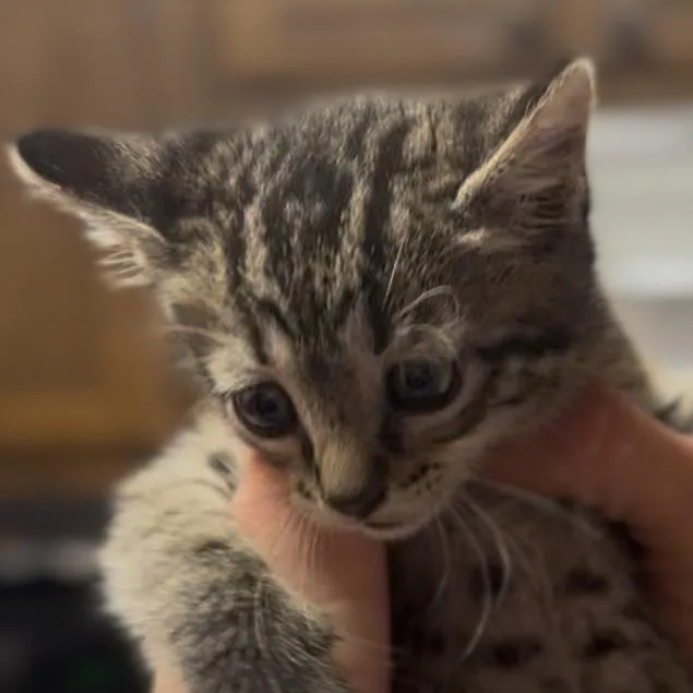 A baby small-sized female Gray / Blue / Silver Domestic Short Hair cat named Matilda for adoption in Midland, TX