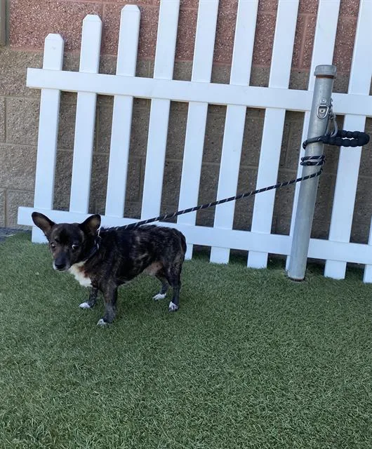 A young small-sized male Chihuahua dog named A for adoption in Modesto, CA